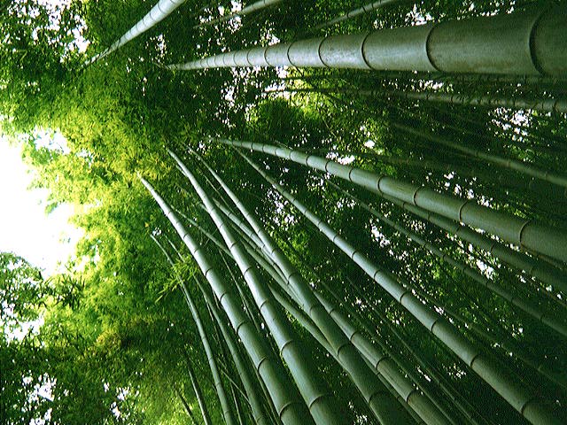 El Bambú Japonés (Cuento para Reflexionar)